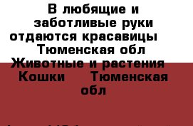 В любящие и заботливые руки отдаются красавицы!  - Тюменская обл. Животные и растения » Кошки   . Тюменская обл.